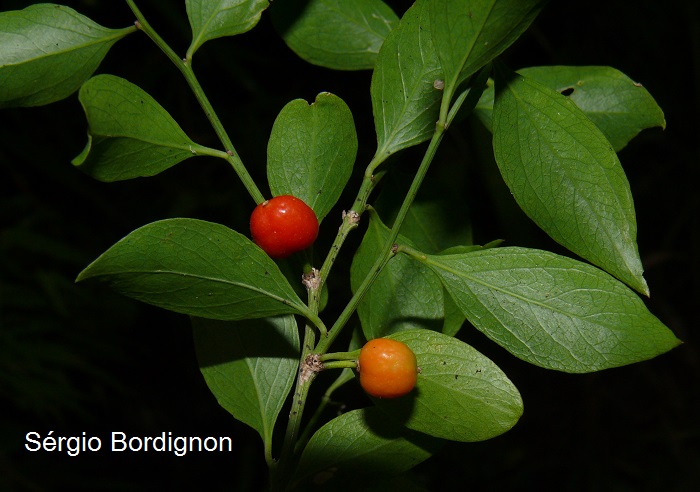 Schaefferia argentinensis