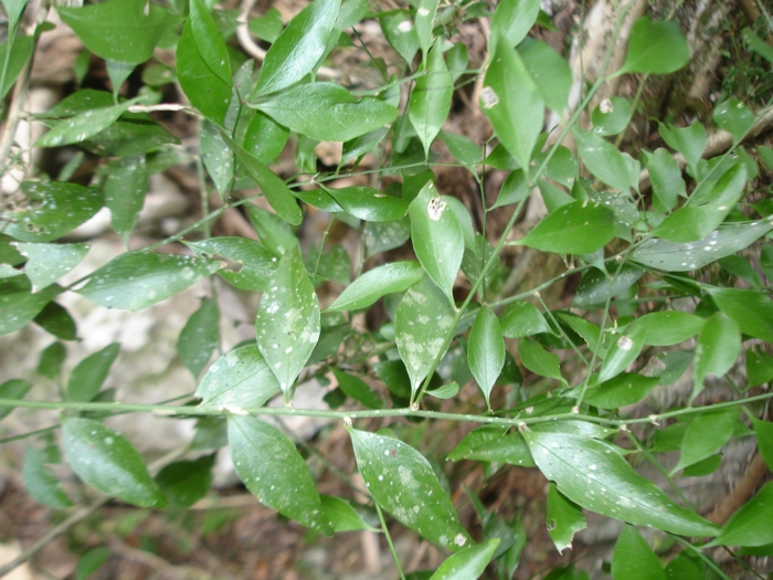 Schaefferia argentinensis