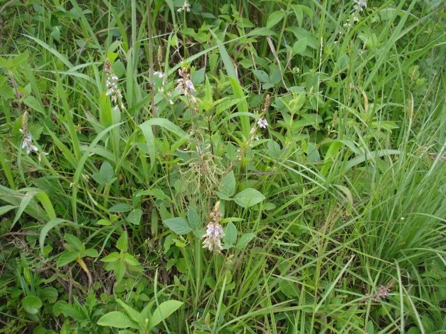 Desmodium affine