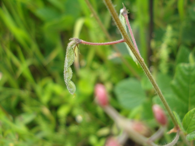 Desmodium affine