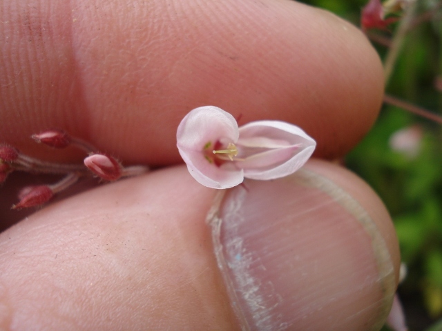 Desmodium affine