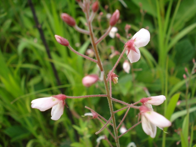 Desmodium affine