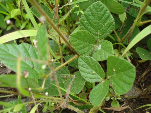 Desmodium affine