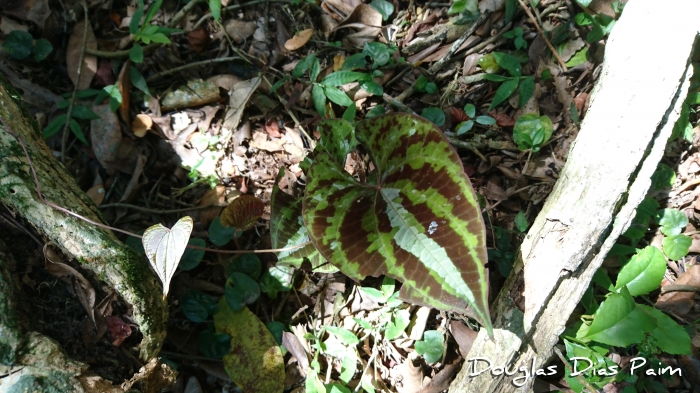 Dioscorea dodecaneura