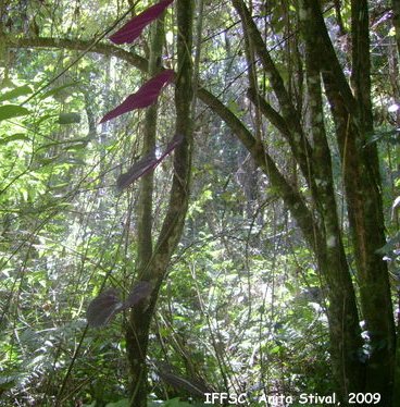 Dioscorea dodecaneura