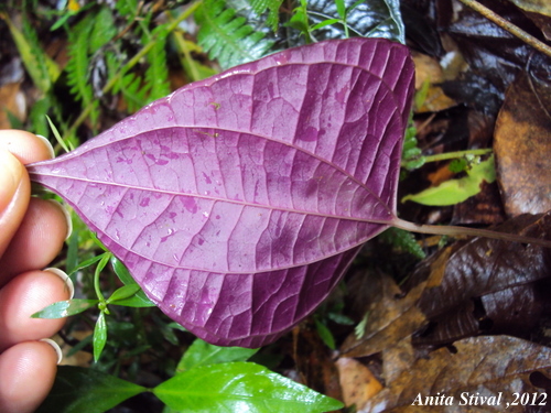 Dioscorea dodecaneura