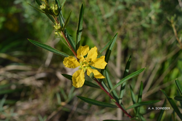 Heimia salicifolia