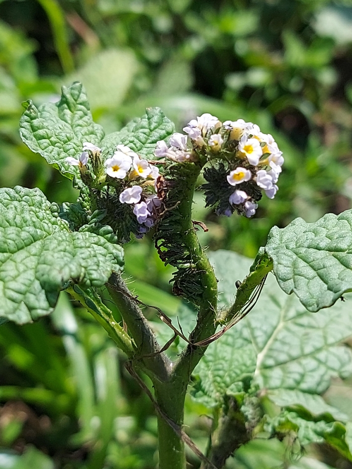 Heliotropium elongatum