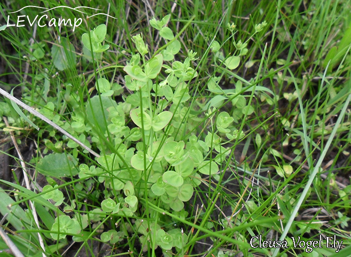 Hypericum mutilum