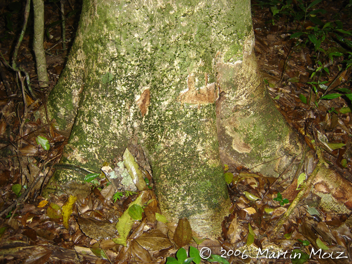 Apuleia leiocarpa