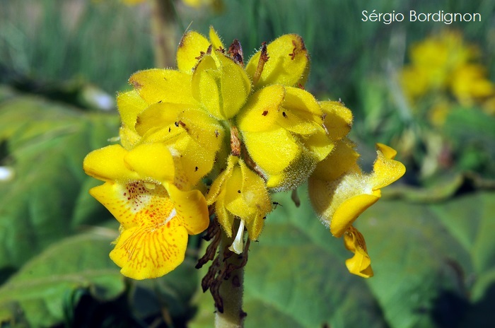 Ibicella lutea