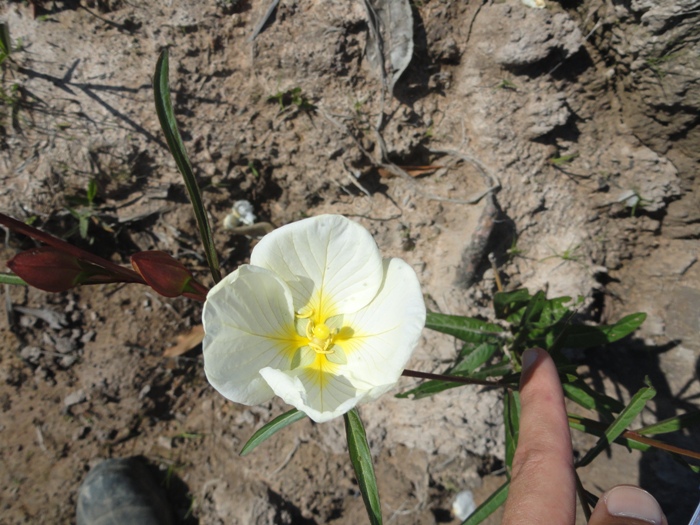 Ludwigia major