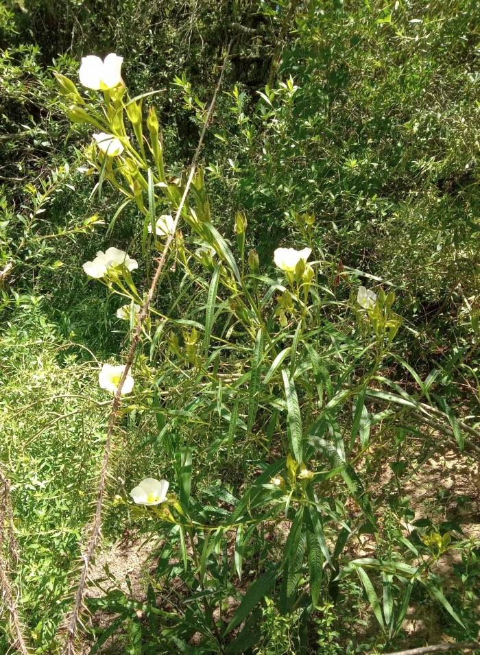 Ludwigia major