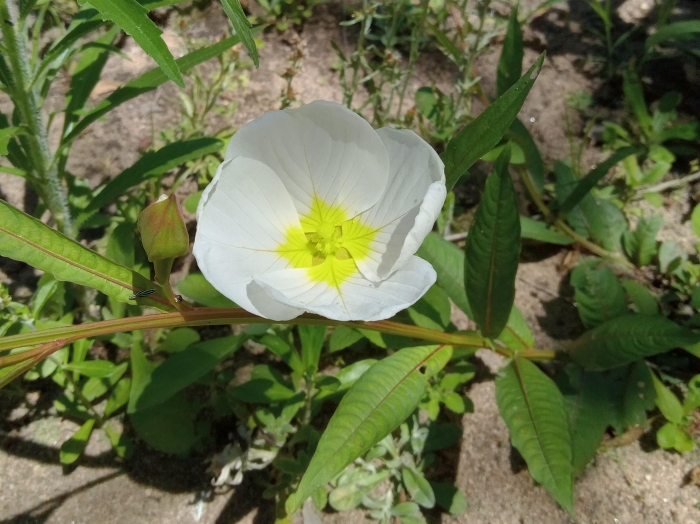 Ludwigia major