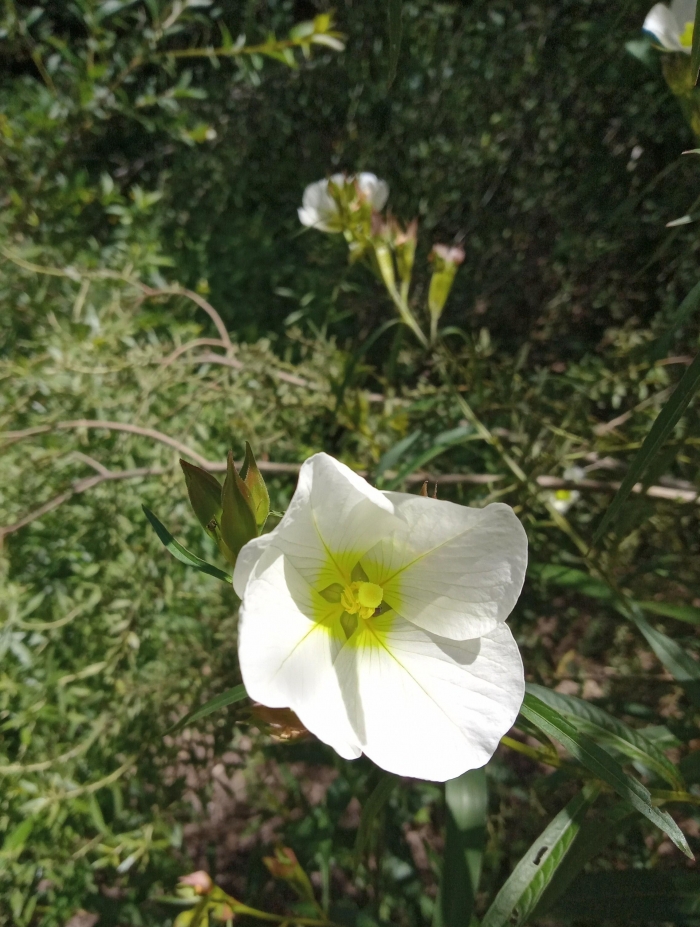 Ludwigia major