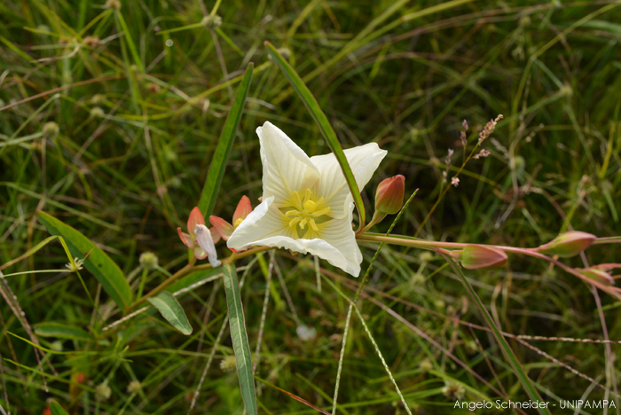 Ludwigia major