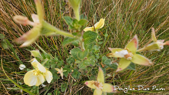 Ludwigia multinervia