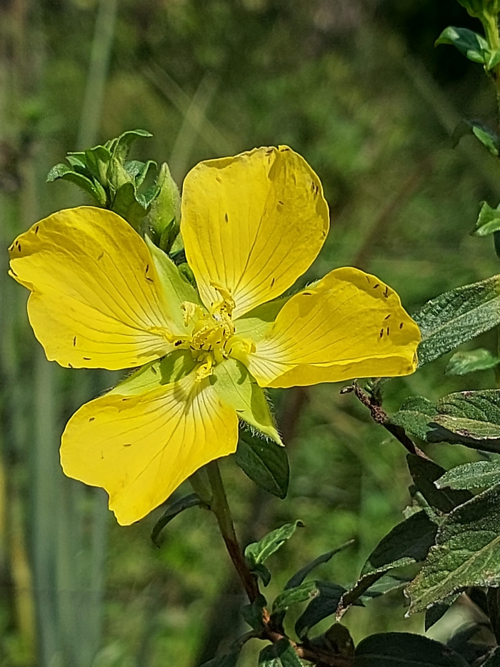 Ludwigia multinervia