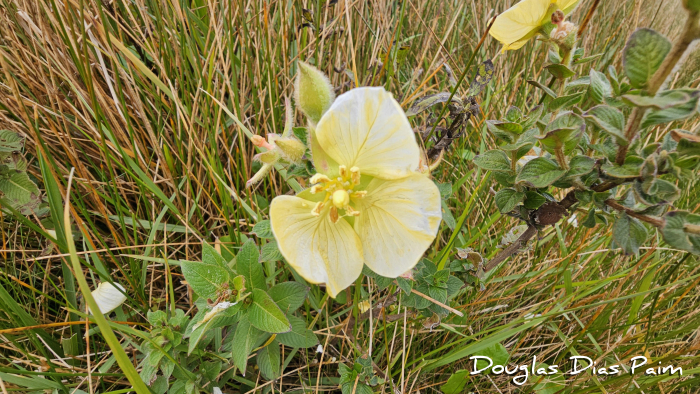Ludwigia multinervia