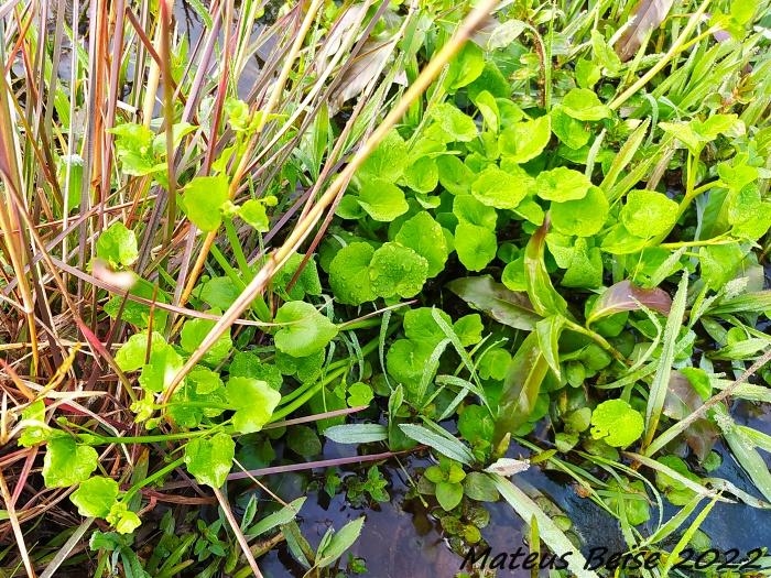 Ranunculus bonariensis