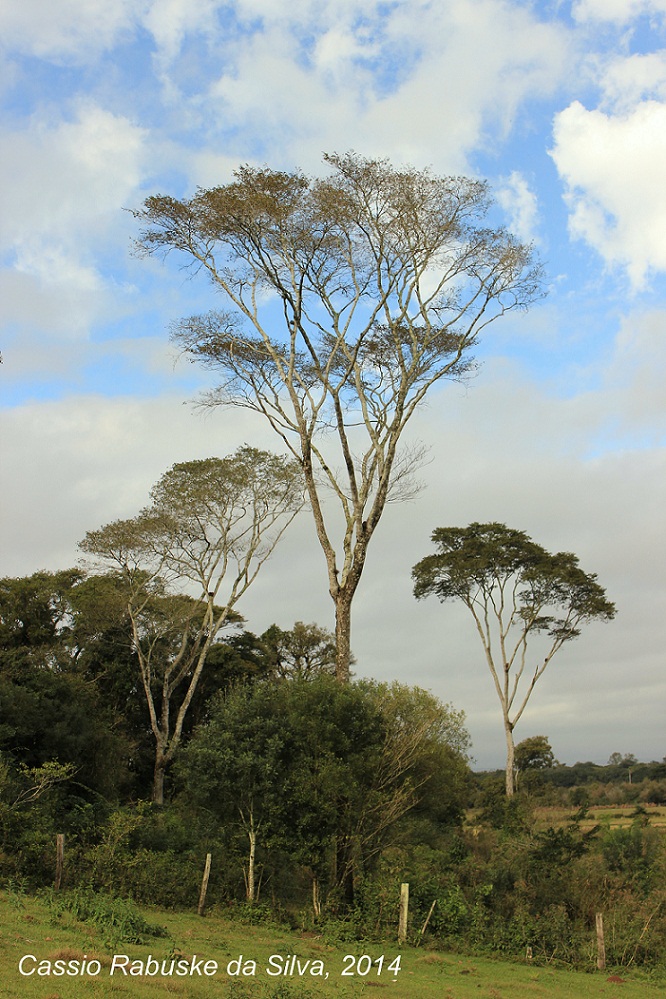 Apuleia leiocarpa