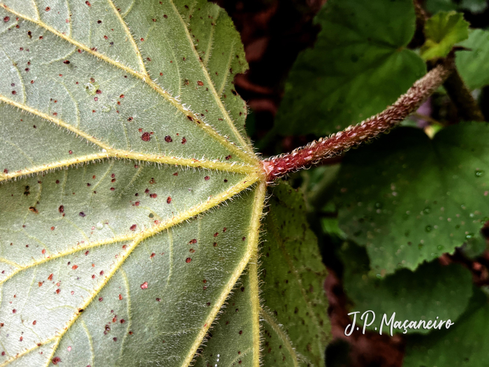 Begonia fischeri