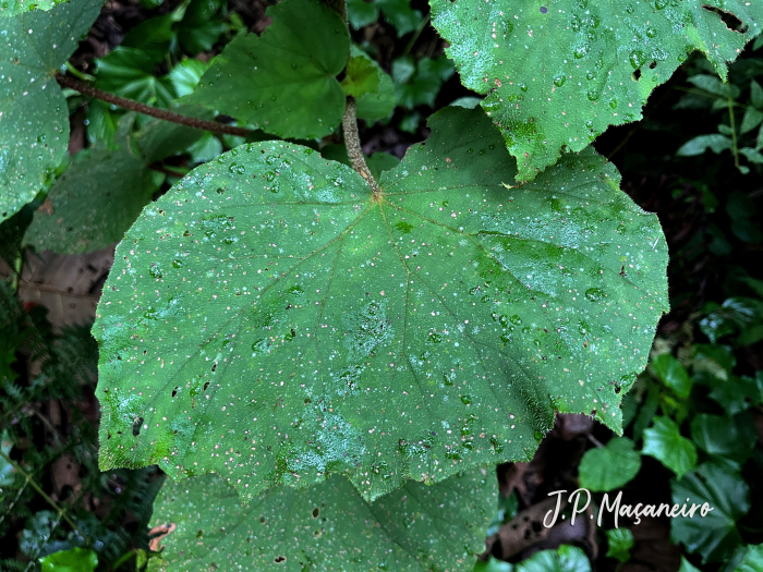 Begonia fischeri
