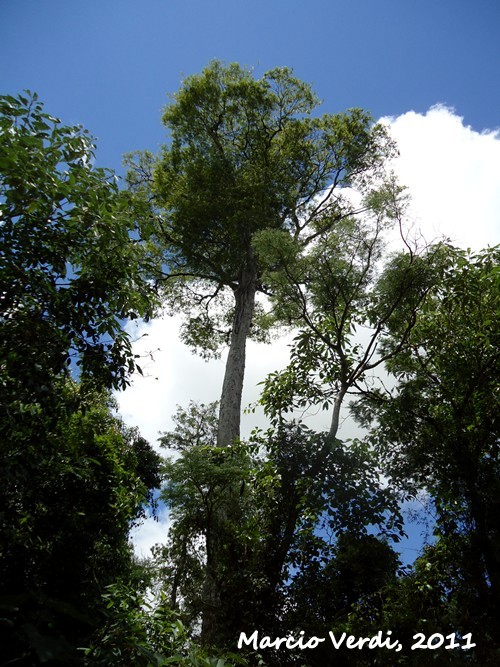 Apuleia leiocarpa