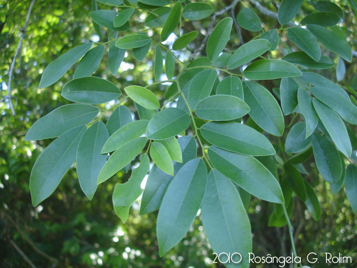 Apuleia leiocarpa