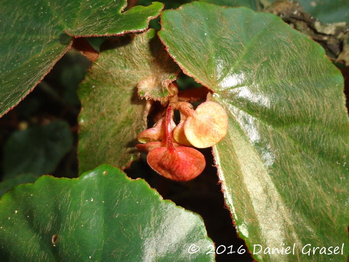 Begonia subvilosa