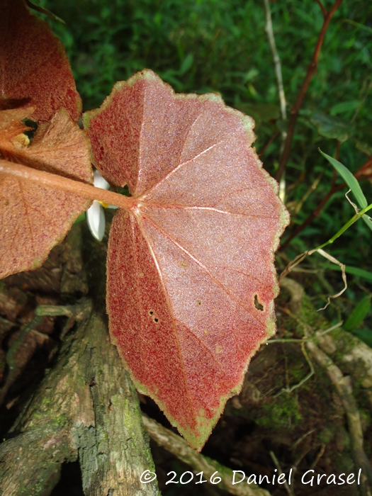 Begonia subvilosa