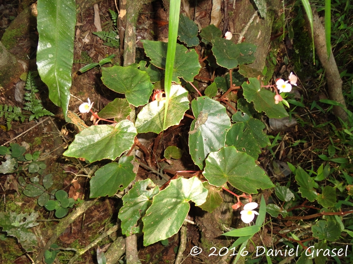 Begonia subvilosa