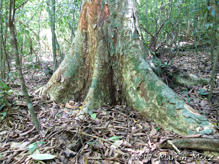 Apuleia leiocarpa