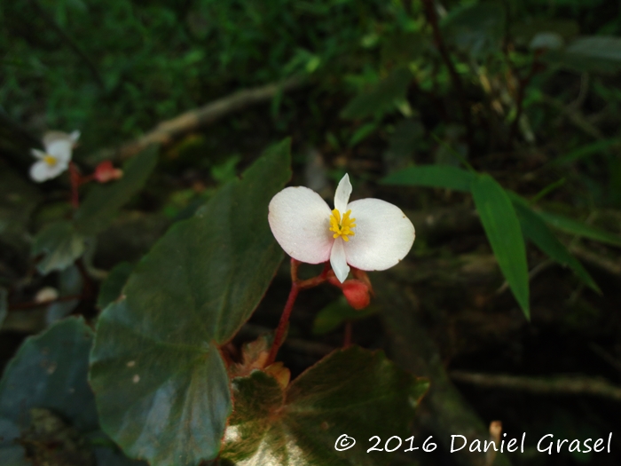 Begonia subvilosa