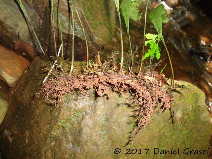 Campyloneurum atlanticum