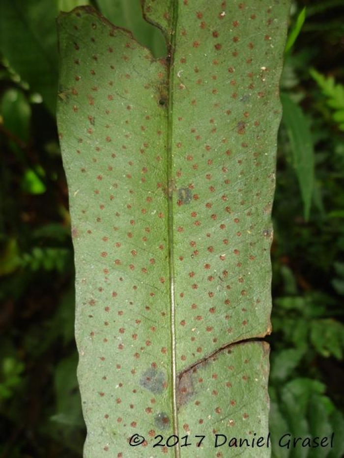 Campyloneurum atlanticum