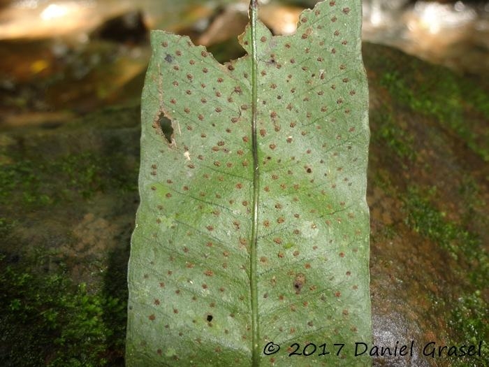 Campyloneurum atlanticum