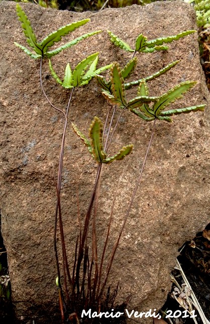 Doryopteris triphylla