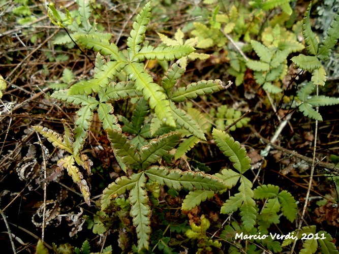 Doryopteris triphylla