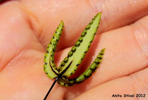 Doryopteris triphylla