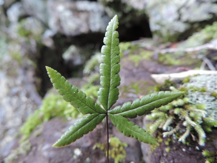 Doryopteris triphylla