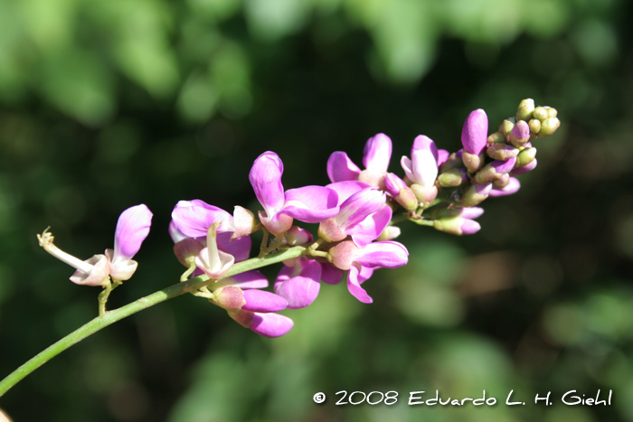 Lonchocarpus nitidus