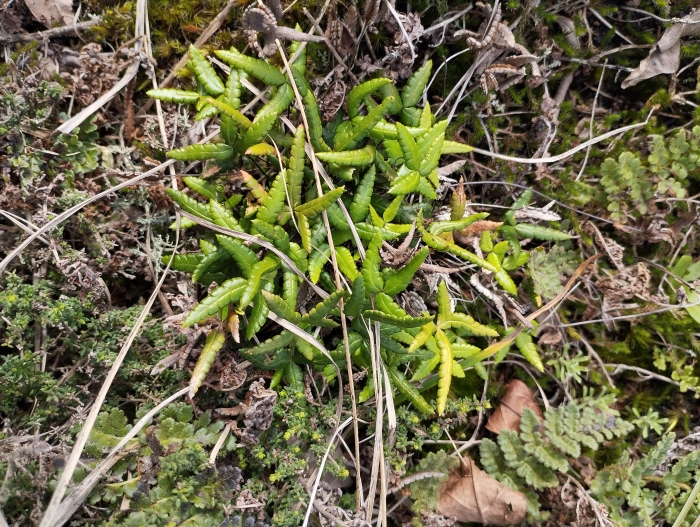 Doryopteris triphylla