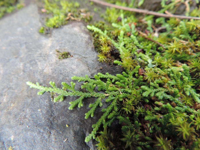 Selaginella microphylla