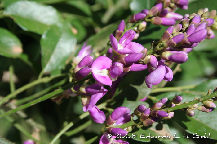 Lonchocarpus nitidus