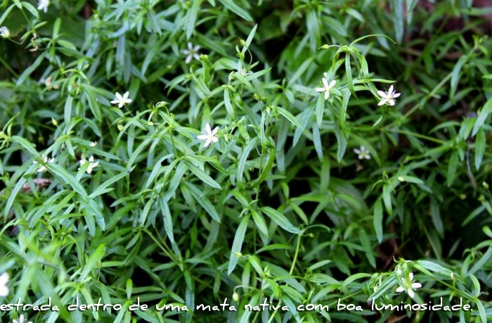 Arenaria lanuginosa