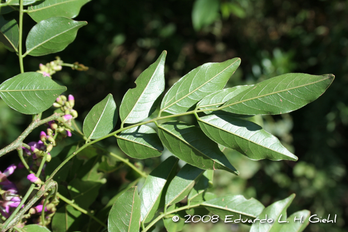 Lonchocarpus nitidus