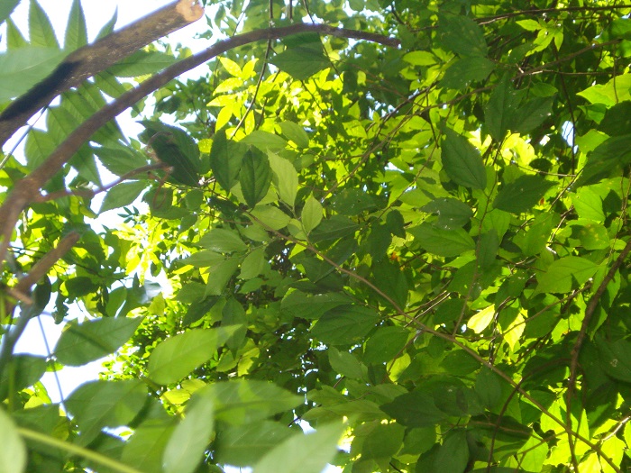 Banara tomentosa