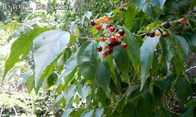 Banara tomentosa