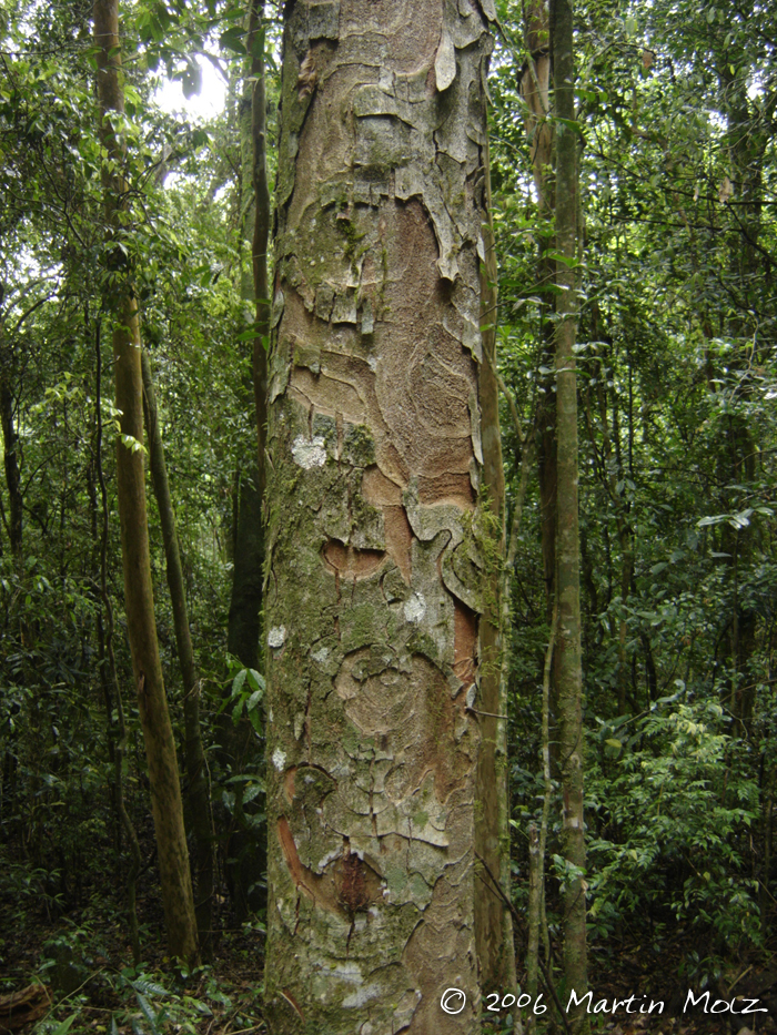 Apuleia leiocarpa